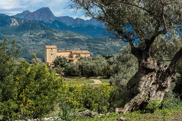 Fincas can be visited when the olive oil season starts and see how the olive oil is made.