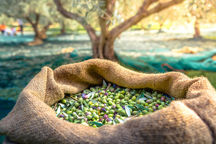 Three types of native olive varieties are used to produce the different olive oils.