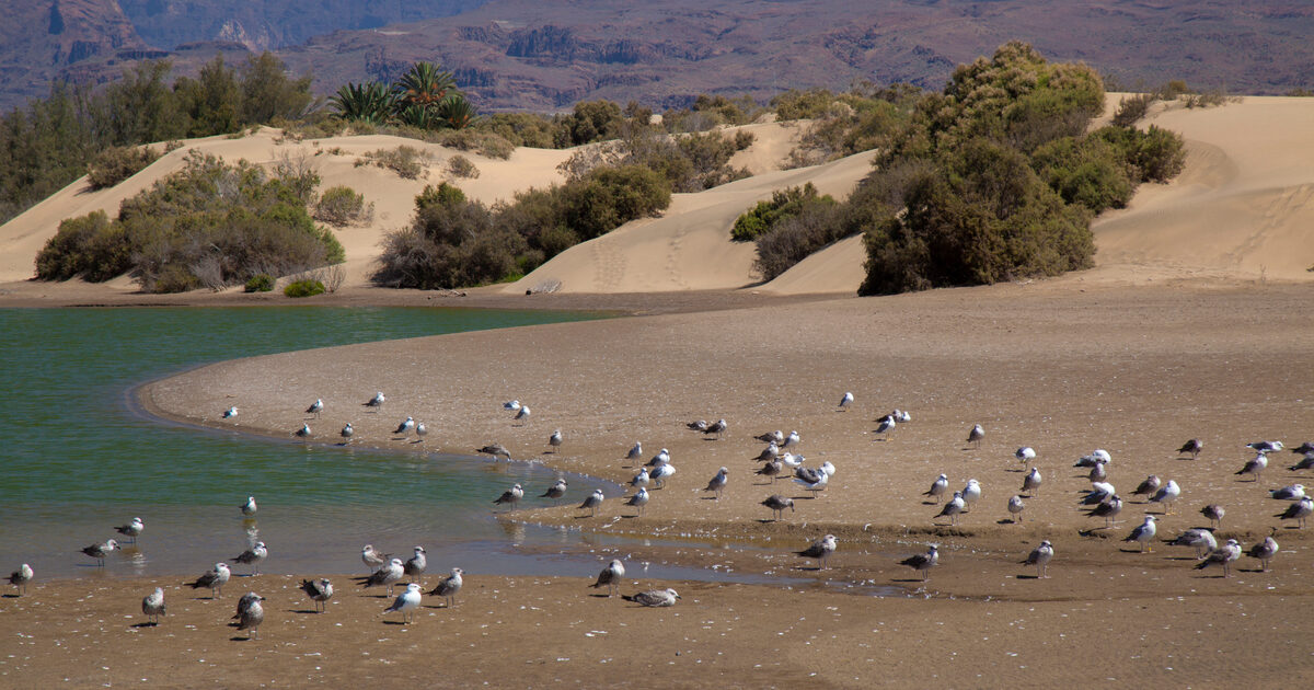 Water birds at the Maspalomas Lagoon, Gran Canaria