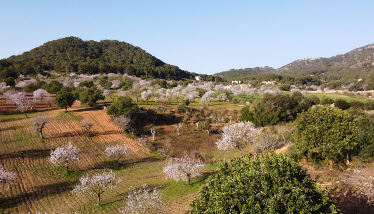 Mandelbäume blühen auf Mallorca schon ab Januar