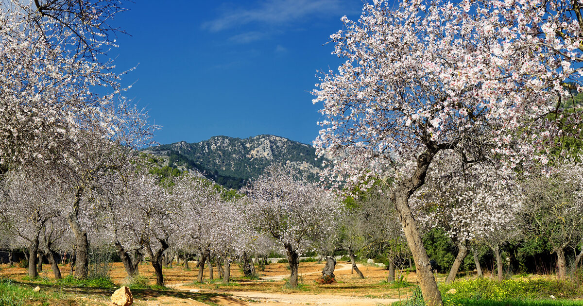 A hike is the best way to see the almond trees during the almond blossom on your next holiday.